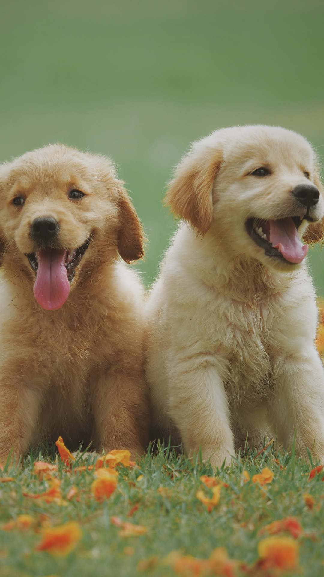 Picture of puppies